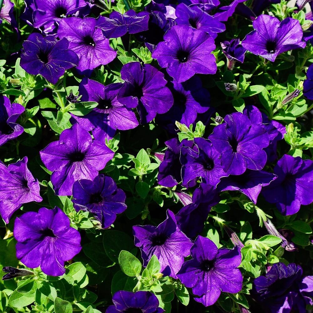 8x4 Flat - Petunia • Midnight Purple – Southwest Ohio Philharmonic